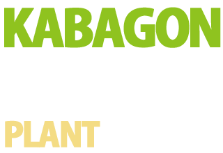 羽島市で流木を販売しているKABAGON PLANT